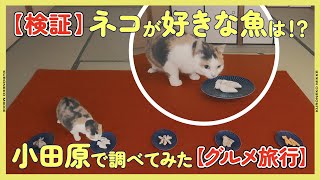 [Verification] We went to Odawara to find out what fish cats like the most