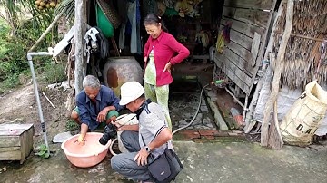 Người dân Kiến Tường đổ dớn bắt được cá rô vàng quý hiếm "bự tổ chảng"