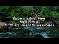 MALUS11 Discover a Quiet Forest River Perfect for Relaxation and Nature Escapes