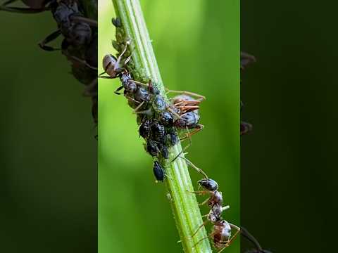 Муравьи в макро 🐜 ant in macro #insects #nature #animals #природа #животные