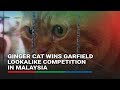 Ginger cat wins Garfield lookalike competition in Malaysia | ABS-CBN News
