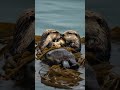 #Ocean #Wildlife #WildlifePhotography #Dolphin #Octopus #Otter