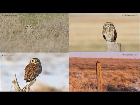 wafls short eared owl identification training video 6 youtube owl identification