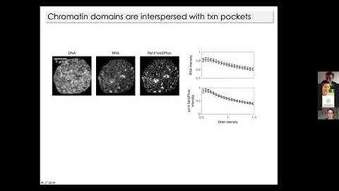 Nadine Vastenhouw - Transcription organizes euchromatin via microphase separation