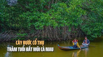 Khám Phá Cây Đước Cổ Thụ Trăm Tuổi Ở Đất Mũi Cà Mau | Tin Tức Miền Tây