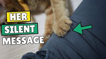 If Your Cat Does This, Here’s What She’s Really Saying