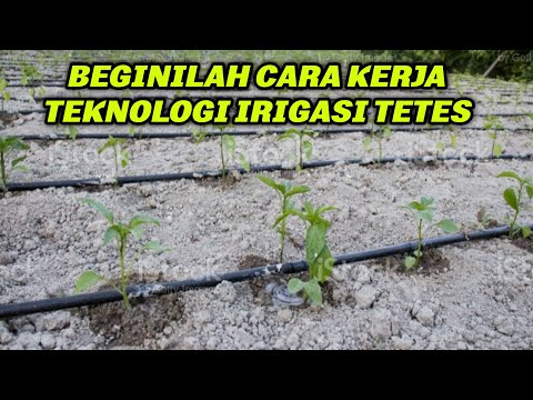 Video: Irigasi: Nuansa Menyiram Tanaman Yang Berbeda