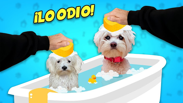 MIS PERROS SE BAÑAN PERO LO ODIAN MUCHO !!