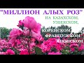 МЛН. АЛЫХ РОЗ. На разных языках. Казах, Узб. Кор. Фрн. Яп.