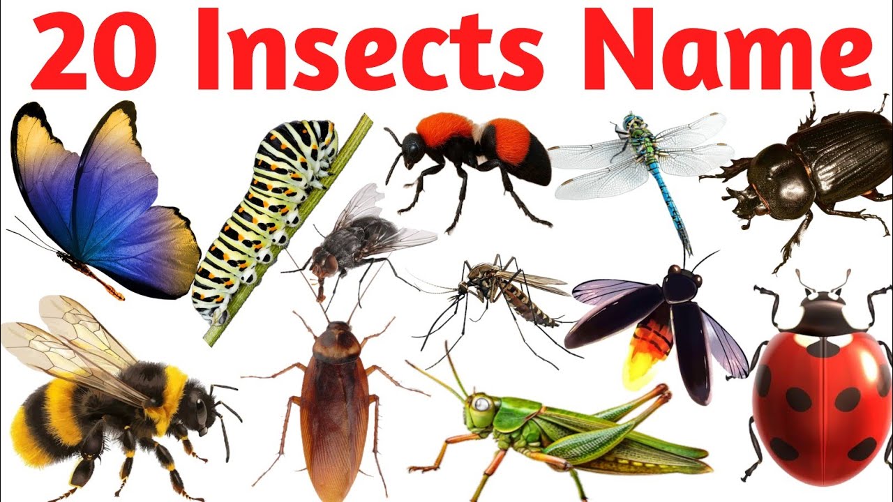 Learn 20 Insects Name in English and Hindi | कीड़ों के नाम | Kids Educational Video 