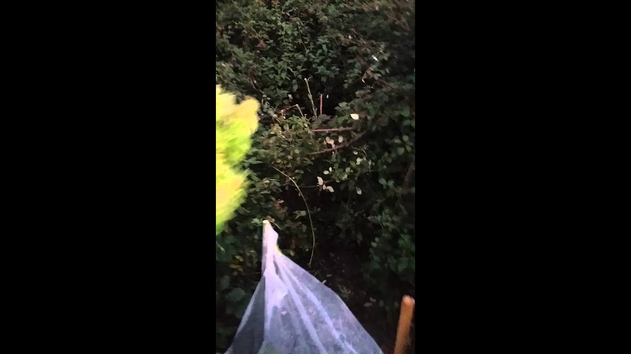 Clearing out with the harvest guerilla cannabis