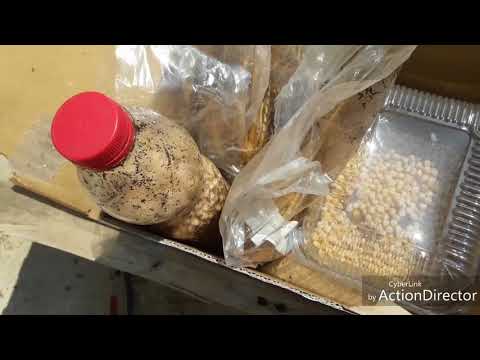 Vidéo: Comment Obtenir Du Mycélium De Pleurotes