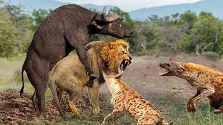 Endless War ! Hyena Teamed Up With The Mad Buffalo To Attack Lion And The Tragic Ending