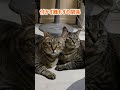 付かず離れずの関係。#shorts #猫
