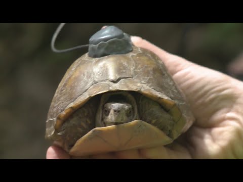 Video: Pet Scoop: Par af stjålne hvalpe genforenes som voksne, Salmonella udbrud bundet til skildpadder