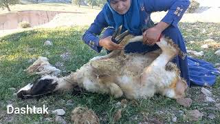 Shearing sheep's wool by a young village woman.#iran#rural life#dashtak