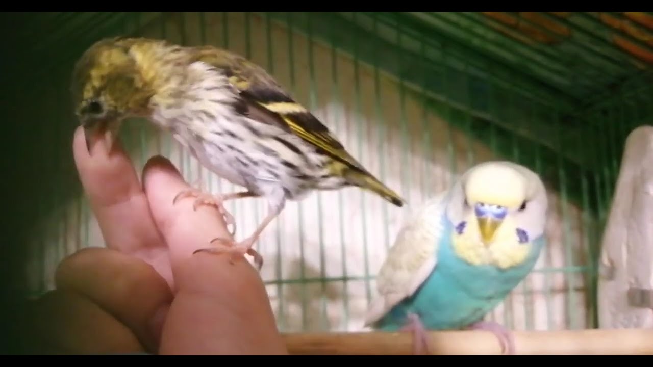 лешенька лешенька агния барто. волнистый попугай на руке. как правильно держать в руке корелл. танец попугаев фортепиано. механический попугай лешенька научился стучать клювом.