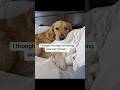 Tips and Daily Care for Your Pet #ad #us #dog #BetterWild