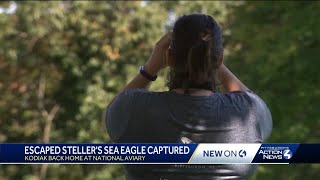Escaped Steller's Sea Eagle Captured