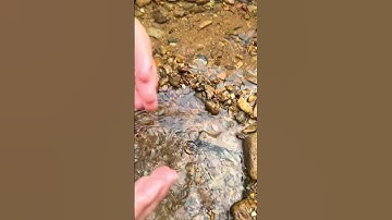 Đẩy những con cá vào cốc để mang về nhà nuôi