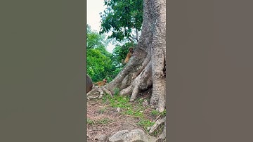 Learning to climb a tree #monkey #animal #learning #travel #forest #nepal #ancestors #animalshorts
