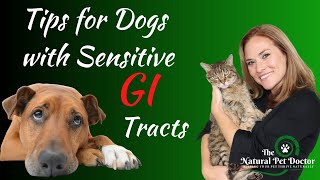 How To Improve Your Dog's Sensitive GI Tract