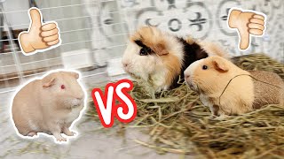 MALE & FEMALE BONDING  GUINEA PIG BONDING