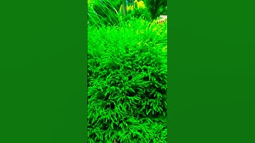 806* ماتيسر من سورة الفرقان # حمزة  الفار#