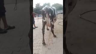 HF Cow For Sale In Yaduvanshi Dairy Farm in Madhya Pradesh India cow short cowsshorts