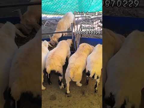 bakrid sheeps for sale.. location. ballari contact:9900870229 #viral #viralvideo #public #viwes