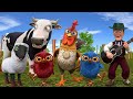 El pollito y el Tractor de la Granja de Zenón de la Vaca Toro y del Pollito la