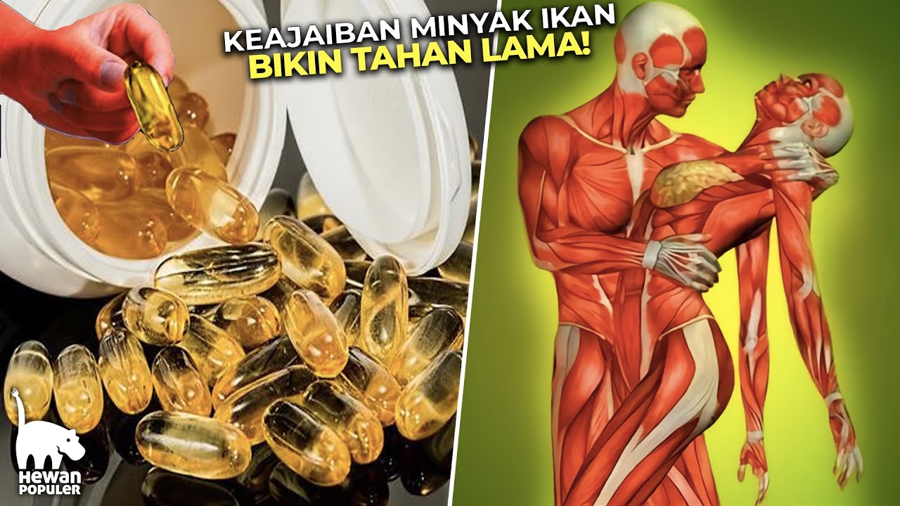 Mengejutkan! Ternyata Khasiat Minyak Ikan Sangat Baik Untuk Kesehatan