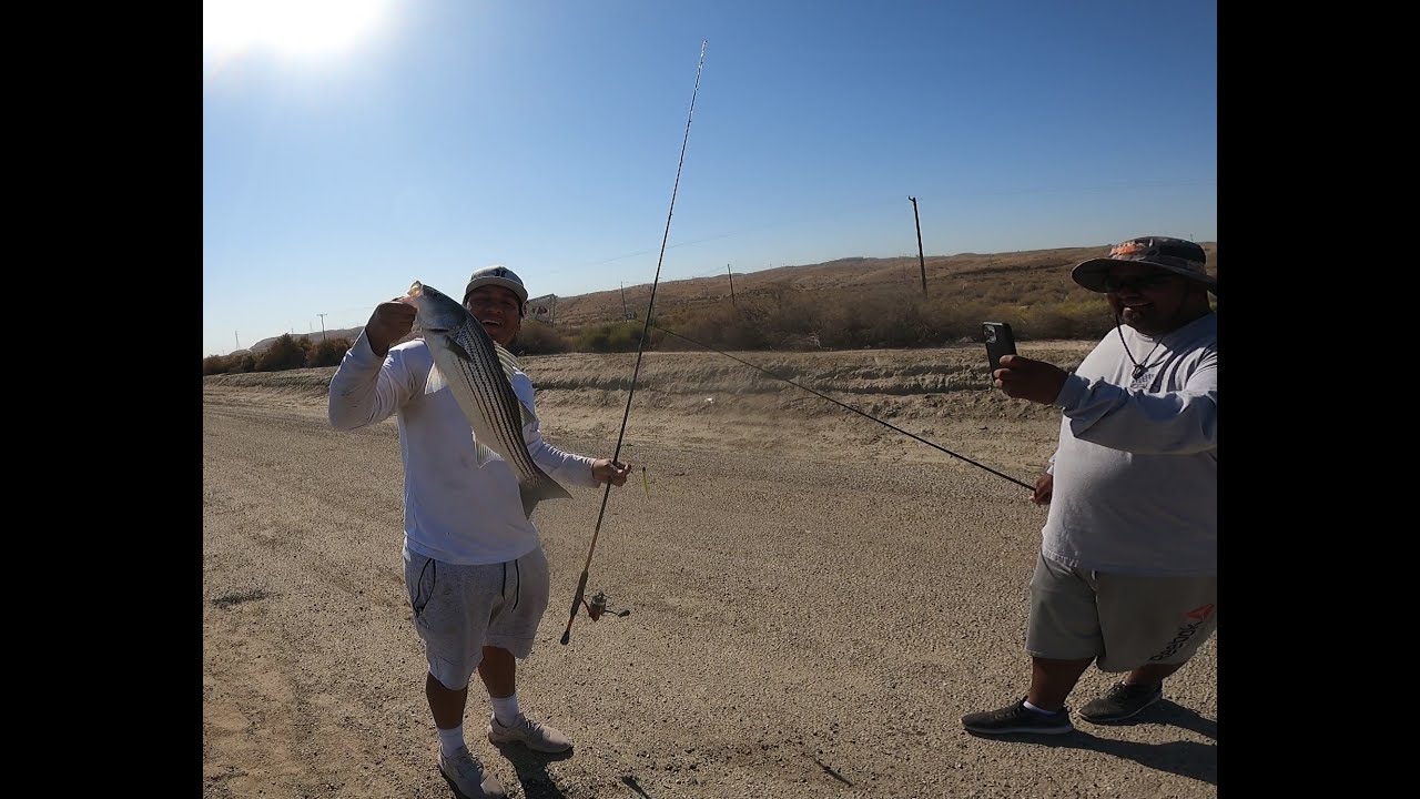 THE MOST SHAD I HAVE EVER SEEN WHILE STRIPER FISHING AT CALIFORNIA