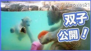 【双子のホッキョクグマ公開】潜水特訓中！こぐまの見分け方★父カイのビッグダイブ！八木山動物公園のホッキョクグマ~Polar Bear Twin Cubs