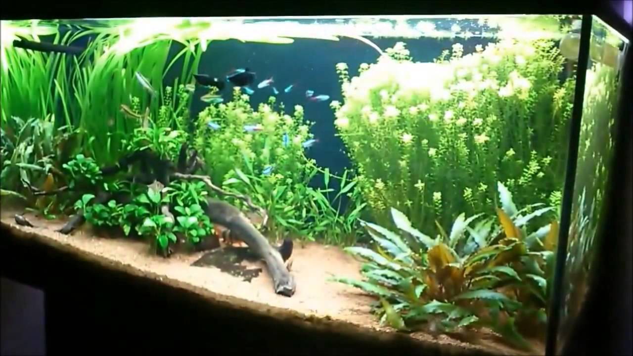 Freshwater Planted Aquarium - 327th day 