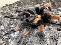 Brachypelma emilia, Red legged Tarantular pairing