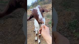 Come and appreciate #Shepherd Prince# My Rural Life # New Farmer Returning to the Countryside