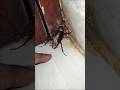 1,2,3 start cockroach #aymanblog #funny #trending #shorts