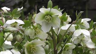 White Flowers - Royalty Free Stock Footage