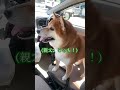 涙溢れる柴犬の行動#shorts#柴犬 #shibadog