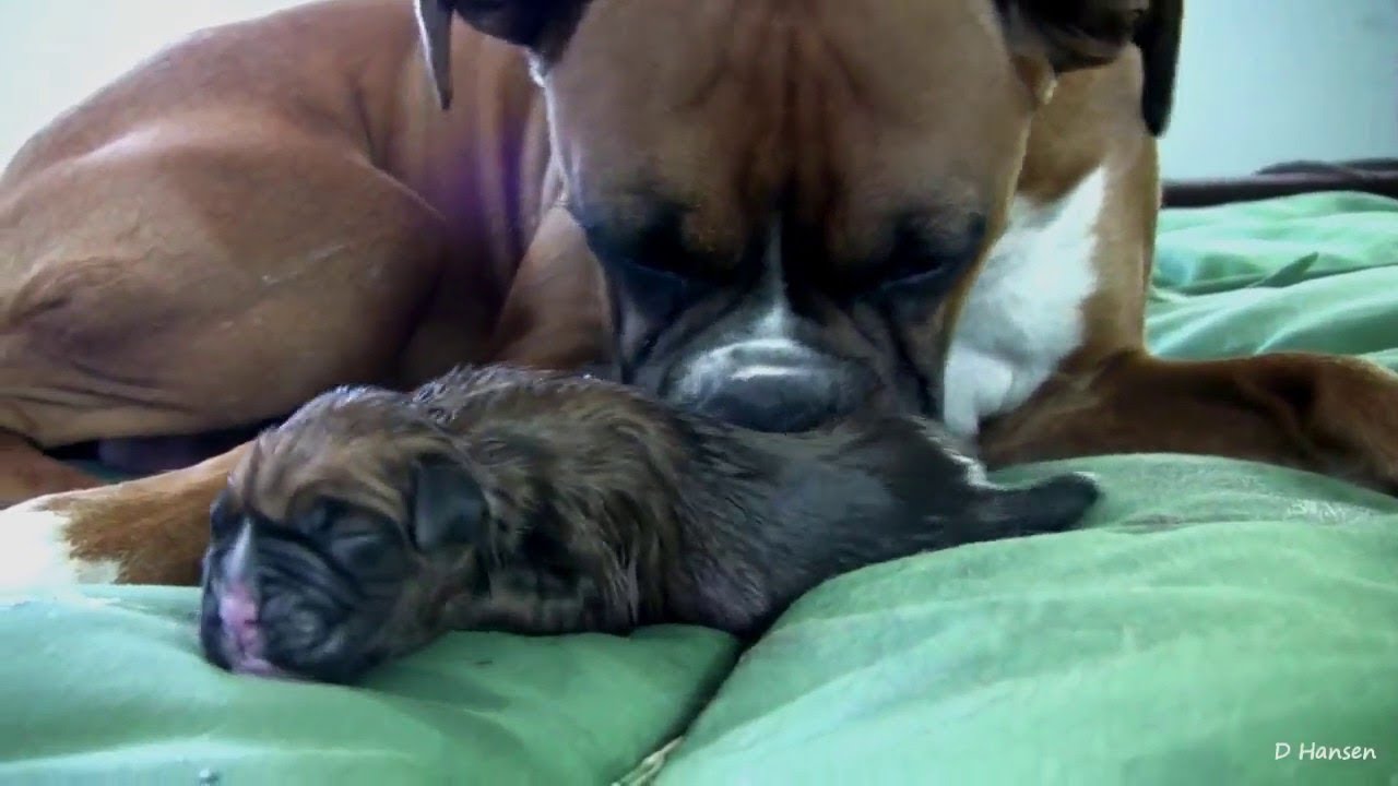 Naissance Difficile De Chiots Boxer Difficult Birth Of Puppies Boxer Youtube