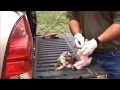 Good Shot & Bad Shot - Cottontail Rabbit Cleaning Good Shot & Bad Shot - Cottontail Rabbit Cleaning