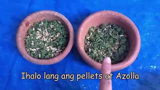 Feeding Rabbits with Azolla