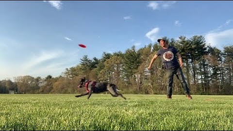 Disc Dog Series #2 - The Backhand Throw
