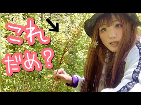 【すぐ分かる】山菜の見分け方