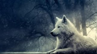 The wolf slideshow