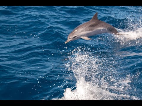 Vídeo: Neurobrucelosis En Un Delfín Nariz De Botella Común (Tursiops Truncatus) Varado En Las Islas Canarias