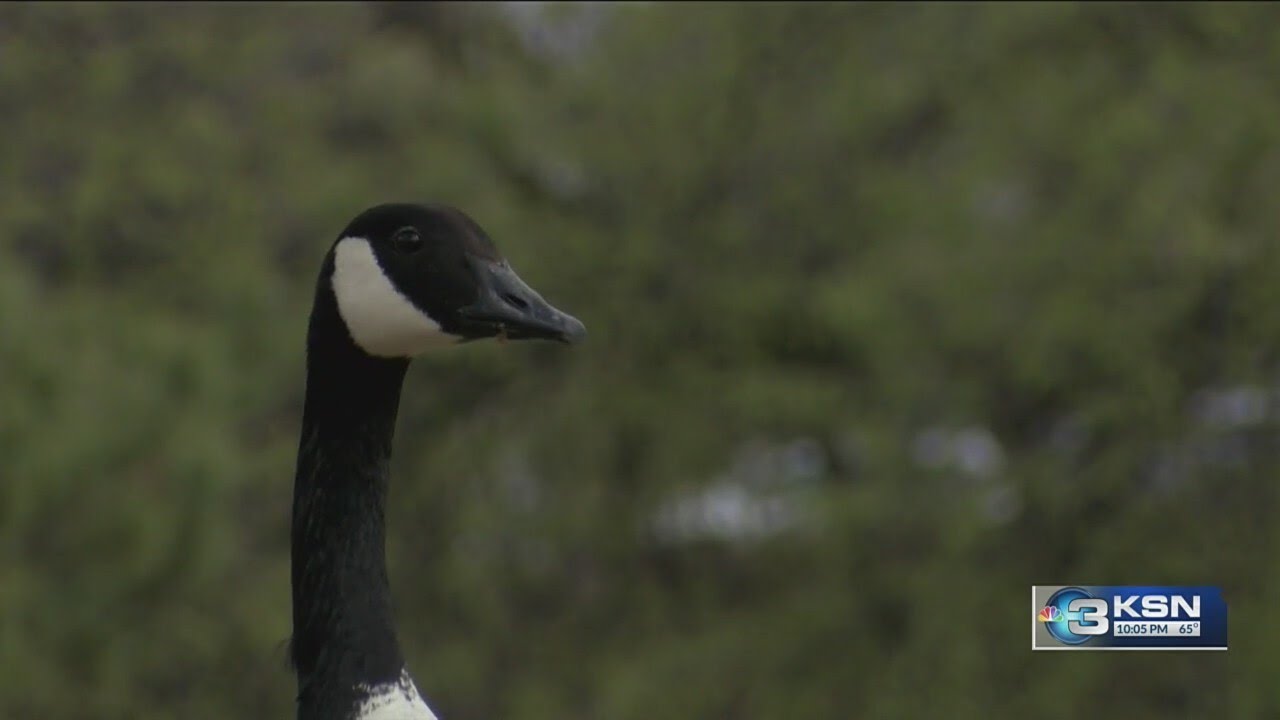 Fowl Play: Goose attacks 6-year-old visiting Wichita