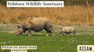 Pobitora wildlife Sanctuary | Assam | Rhinos, wildlife | Jeep safari  @TravelNatureRitwick