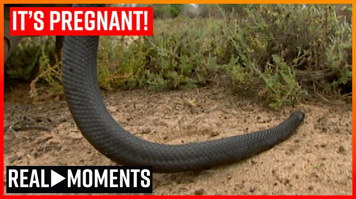 Steve Irwin Finds A Pregnant Snake | Real Moments